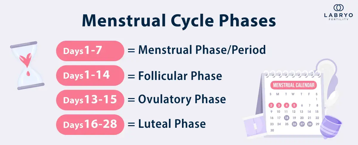 The 4 Cycles of the Menstrual Phases